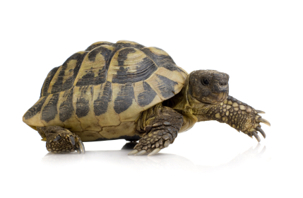 Hermans Tortoise For Sale, Hermans Tortoise For Sale Near Me, Hermans Tortoise For Sale Cheap, Hermans Tortoise For Sale Europe, Hermans Tortoise For Sale Canada, Hermans Tortoise For Sale Uk, Hermans Tortoise For Sale Usa, Baby Hermans Tortoise For Sale